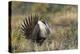 Sage Grouse, Courtship Display-Ken Archer-Premier Image Canvas