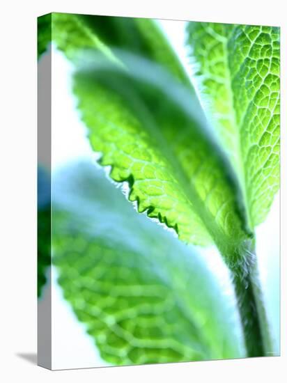 Sage Leaves-Dorota & Bogdan Bialy-Premier Image Canvas