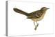 Sage Thrasher (Oreoscoptes Montanus), Birds-Encyclopaedia Britannica-Stretched Canvas