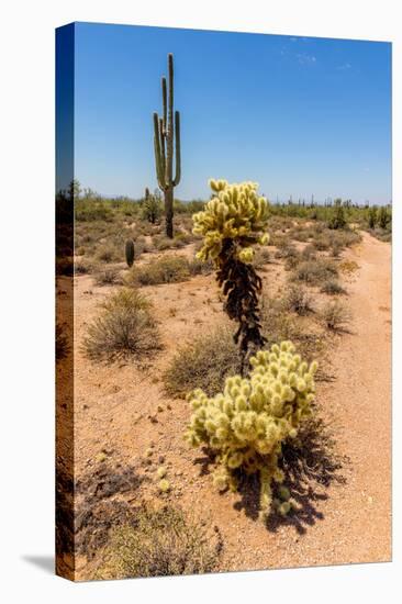 Saguaro and Cholla Cacti in the Arizona Desert-hpbfotos-Premier Image Canvas