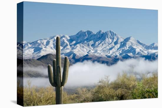 Saguaro and Four Peaks-raphoto-Premier Image Canvas