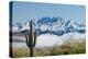 Saguaro and Four Peaks-raphoto-Premier Image Canvas