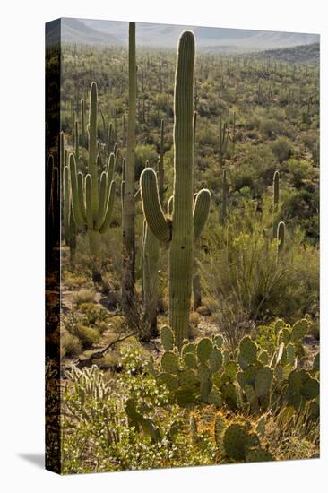 Saguaro and Prickly Pear Cacti, Signal Hill, Saguaro NP, Arizona, Usa-Michel Hersen-Premier Image Canvas