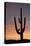 Saguaro at Sunset, Tonto National Forest Arizona, USA-Jamie & Judy Wild-Premier Image Canvas