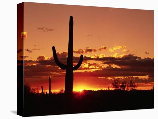 Saguaro at Sunset-James Randklev-Premier Image Canvas