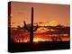 Saguaro at Sunset-James Randklev-Premier Image Canvas