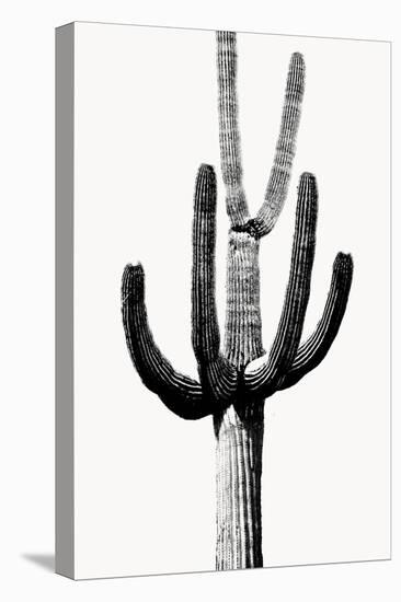 Saguaro Black & White III-Mia Jensen-Stretched Canvas