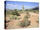 Saguaro Cacti and Barrel Cacti in Bloom, Saguaro National Park-Wendy Connett-Premier Image Canvas