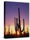Saguaro Cacti at Sunset-James Randklev-Premier Image Canvas