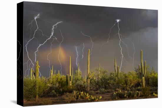 Saguaro cacti (Carnegia gigantea) in desert at sunset during storm, Sonoran Desert, Saguaro Nati...-Panoramic Images-Premier Image Canvas