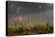 Saguaro cacti (Carnegia gigantea) in desert at sunset during storm, Sonoran Desert, Saguaro Nati...-Panoramic Images-Premier Image Canvas