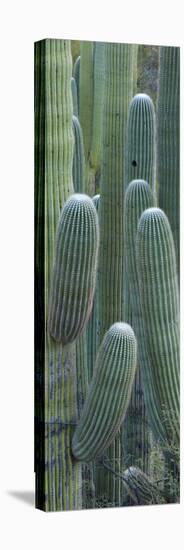 Saguaro Cacti, Oro Valley, Arizona, USA-null-Premier Image Canvas