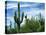 Saguaro cacti, Saguaro National Park, Arizona, USA-Charles Gurche-Premier Image Canvas
