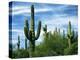 Saguaro cacti, Saguaro National Park, Arizona, USA-Charles Gurche-Premier Image Canvas