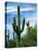 Saguaro cacti, Saguaro National Park, Arizona, USA-Charles Gurche-Premier Image Canvas