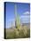 Saguaro Cacti, Saguaro National Park, Rincon Mountain District, Tucson, Arizona-Wendy Connett-Premier Image Canvas