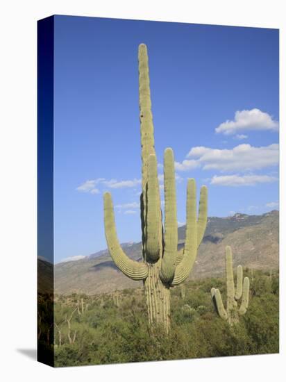 Saguaro Cacti, Saguaro National Park, Rincon Mountain District, Tucson, Arizona-Wendy Connett-Premier Image Canvas