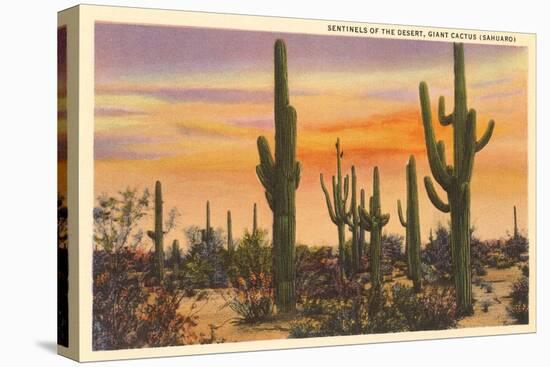 Saguaro Cacti-null-Stretched Canvas