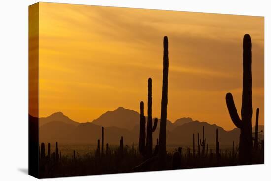 Saguaro Cactus and Mountains, Pima County, Saguaro National Park, Arizona, USA-null-Premier Image Canvas