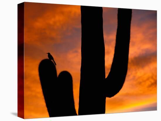 Saguaro Cactus and Wren, Sonoran Desert, Arizona, USA-Marilyn Parver-Premier Image Canvas