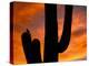 Saguaro Cactus and Wren, Sonoran Desert, Arizona, USA-Marilyn Parver-Premier Image Canvas