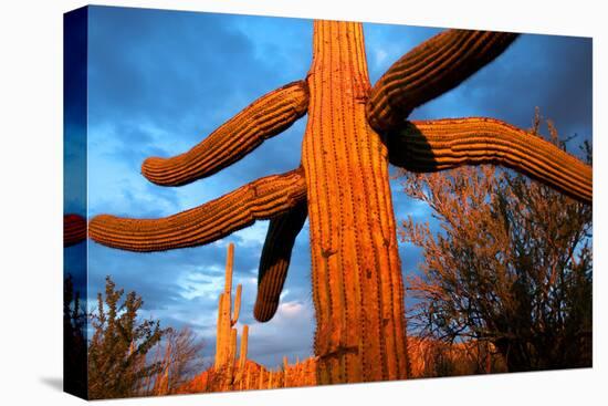 Saguaro cactus at Saguaro National Park, Tucson, Arizona, USA-null-Premier Image Canvas