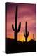 Saguaro Cactus at Sunrise under Gates Pass, Tucson Mountain Park, Arizona-Russ Bishop-Premier Image Canvas