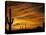 Saguaro Cactus at Sunset, Sonoran Desert, Arizona, USA-Marilyn Parver-Premier Image Canvas