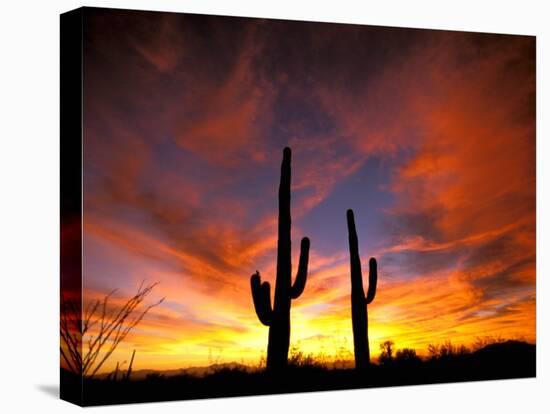 Saguaro Cactus at Sunset, Sonoran Desert, Arizona, USA-Marilyn Parver-Premier Image Canvas