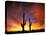 Saguaro Cactus at Sunset, Sonoran Desert, Arizona, USA-Marilyn Parver-Premier Image Canvas