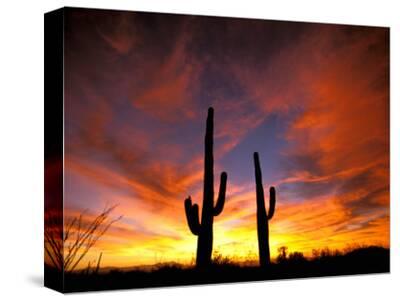 'Saguaro Cactus at Sunset, Sonoran Desert, Arizona, USA' Photographic ...