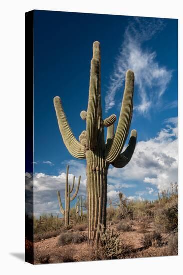 Saguaro Cactus Await Monsoon-raphoto-Premier Image Canvas