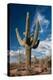 Saguaro Cactus Await Monsoon-raphoto-Premier Image Canvas