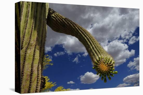 Saguaro cactus buds, Organ Pipe Cactus National Monument, Sonora Desert, Arizona, USA-Jouan Rius-Premier Image Canvas