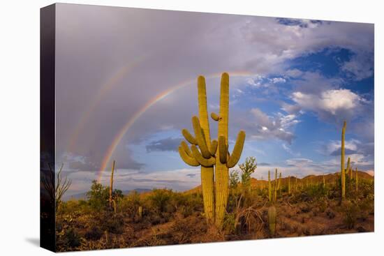 Saguaro cactus (Carnegiea gigantea) and rainbow over desert, South Maricopa Mountains Wilderness...-Panoramic Images-Premier Image Canvas