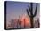 Saguaro cactus (Carnegiea gigantea) at sunset, South Maricopa Mountains Wilderness, Sonoron Dese...-Panoramic Images-Premier Image Canvas