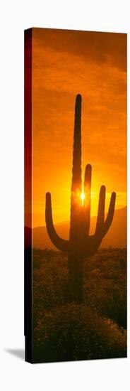 Saguaro Cactus (Carnegiea Gigantea) in a Desert at Sunrise, Arizona, USA-null-Premier Image Canvas