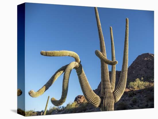 Saguaro cactus (Carnegiea gigantea), Organ Pipe Cactus National Monument, Sonoran Desert, Arizona-Michael Nolan-Premier Image Canvas