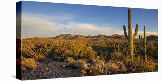 Saguaro Cactus Dominate the Landscape at Saguaro National Park in Tucson, Arizona, Usa-Chuck Haney-Premier Image Canvas