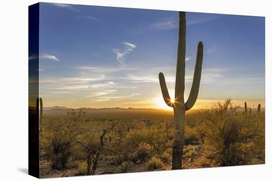 Saguaro Cactus Dominate the Landscape at Saguaro National Park in Tucson, Arizona, Usa-Chuck Haney-Premier Image Canvas