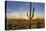 Saguaro Cactus Dominate the Landscape at Saguaro National Park in Tucson, Arizona, Usa-Chuck Haney-Premier Image Canvas