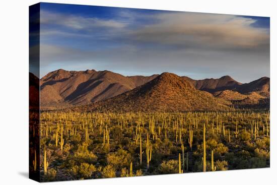 Saguaro Cactus Dominate the Landscape at Saguaro National Park in Tucson, Arizona, Usa-Chuck Haney-Premier Image Canvas