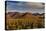 Saguaro Cactus Dominate the Landscape at Saguaro National Park in Tucson, Arizona, Usa-Chuck Haney-Premier Image Canvas