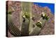 Saguaro cactus flowering in Saguaro National Park in Tucson, Arizona, USA-Chuck Haney-Premier Image Canvas