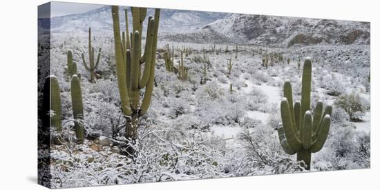 Saguaro Cactus in a Desert after Snowstorm, Tucson, Arizona, Usa-null-Premier Image Canvas