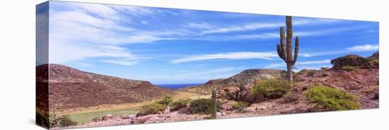 Saguaro Cactus in Arid Area, El Embudo, Isla Partida, La Paz, Baja California Sur, Mexico-null-Stretched Canvas