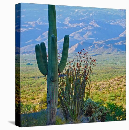 Saguaro Cactus in Saguaro National Park, Arizona,USA-Anna Miller-Premier Image Canvas