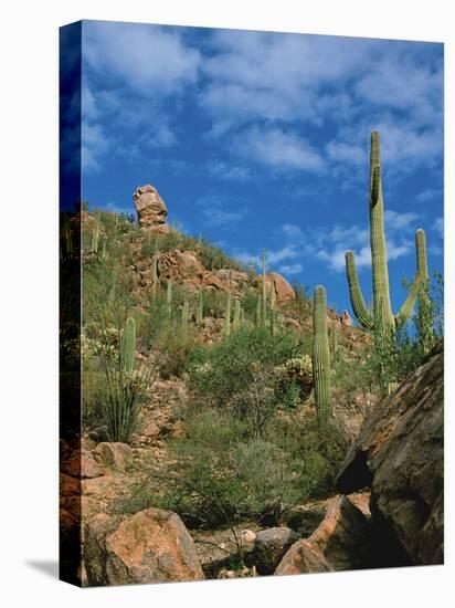 Saguaro Cactus in Sonoran Desert, Saguaro National Park, Arizona, USA-Dee Ann Pederson-Premier Image Canvas