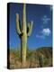 Saguaro Cactus in Sonoran Desert, Saguaro National Park, Arizona, USA-Dee Ann Pederson-Premier Image Canvas