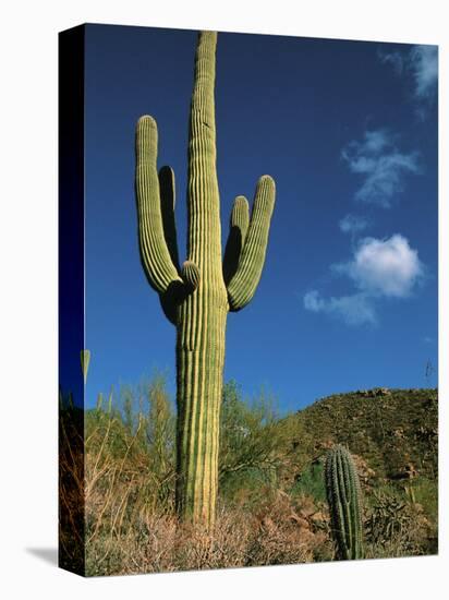 Saguaro Cactus in Sonoran Desert, Saguaro National Park, Arizona, USA-Dee Ann Pederson-Premier Image Canvas